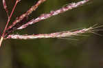 Pitted beardgrass